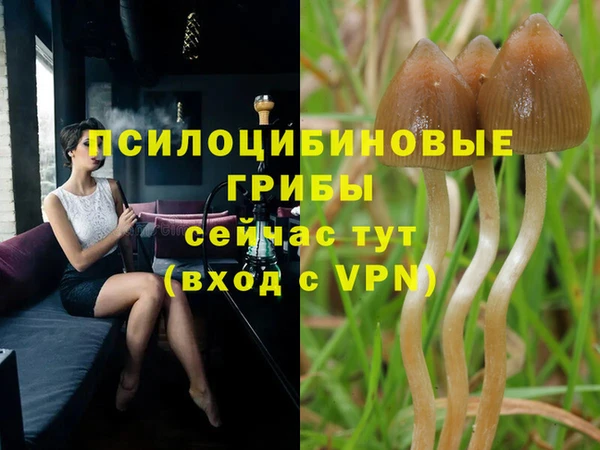 стафф Новокубанск